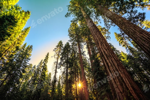 Preview: Sunrise In The Sequoia Forest A The Mariposa Grove Of Giant Sequoias In Yosemite National Park