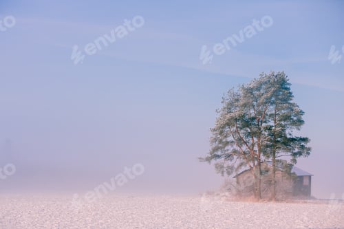 Preview: Morning winter landscape. Snow trees and frosty fog on the field.