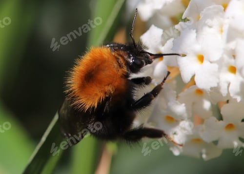 Preview: Bumble bee on white flower