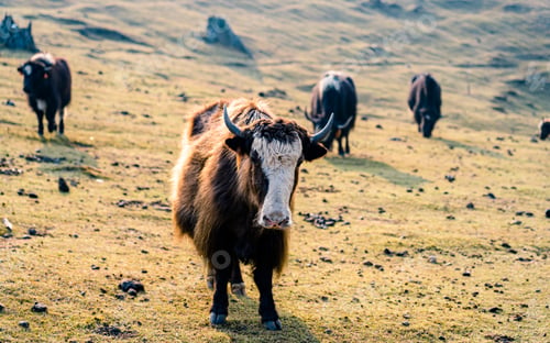Preview: Yak grazing on Grassland on hill