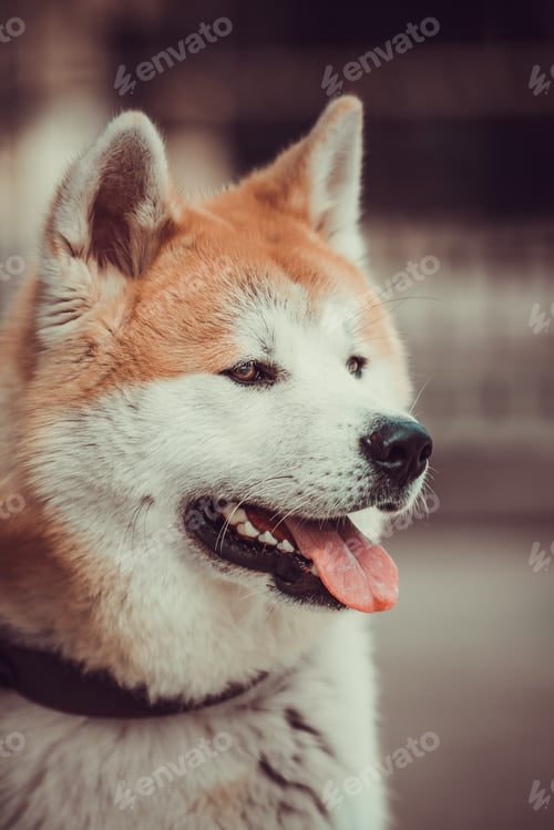 Preview: Akita dog portrait. Akita Inu