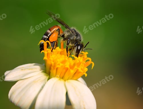 Preview: Close up bees on flower