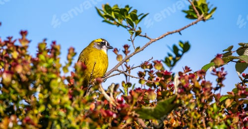 Preview: Yellow-eared bulbul bird perch, Horton Plains National Park