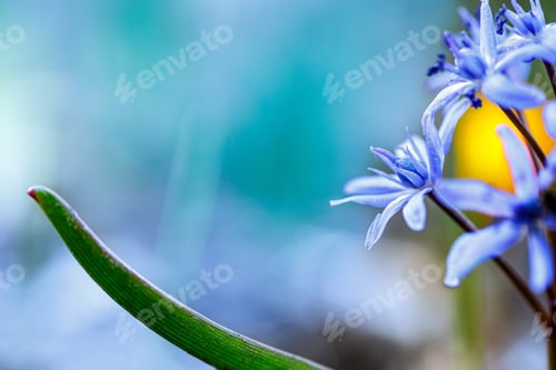 Preview: Close Up of Blue Squill Flowers Blooming in Springtime