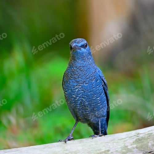 Preview: Blue Rock-Thrush