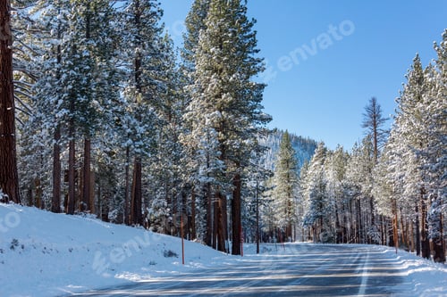 Preview: Winter forest