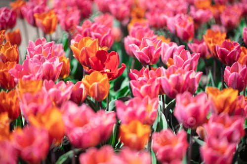 Preview: Tulip field flowers in bloom in spring