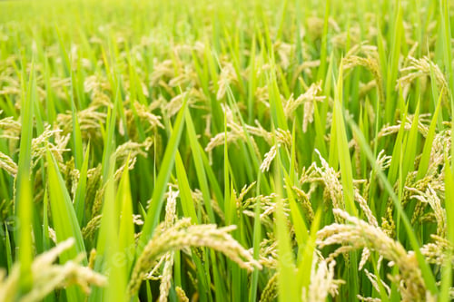 Preview: Rice grain full of a rice field in September in China.