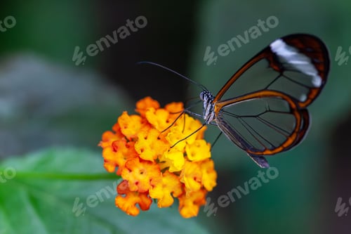 Preview: Glasswing butterfly feeding on the nectar of west Indian lantana flower in the garden