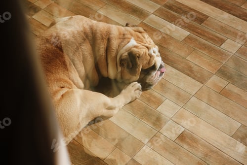 Calm Bulldog Resting on Wooden Floor Indoors