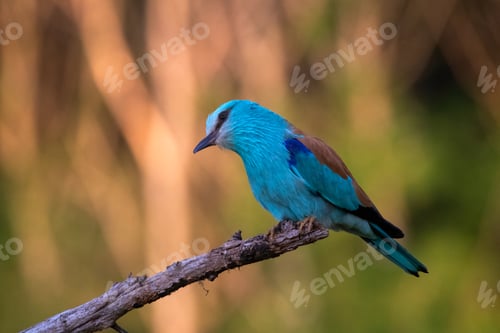 Preview: European roller (Coracias garrulus) bird.