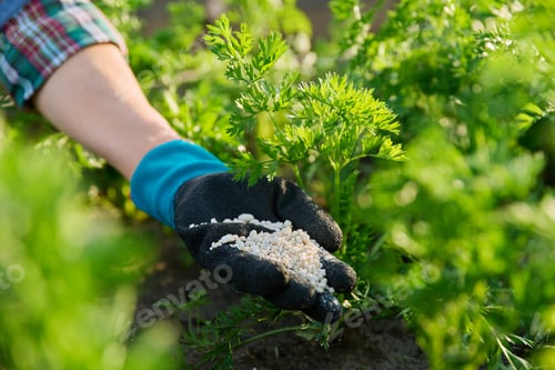 Preview: Close up of mineral fertilizers in hands, fertilizing carrot plant