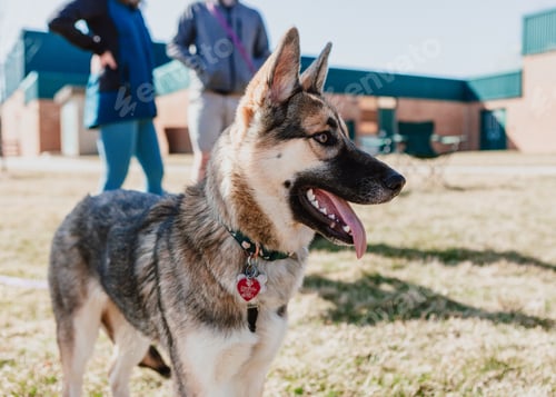Preview: Beautiful German shepherd husky mix puppy smiling with tongue out with two owners behind her