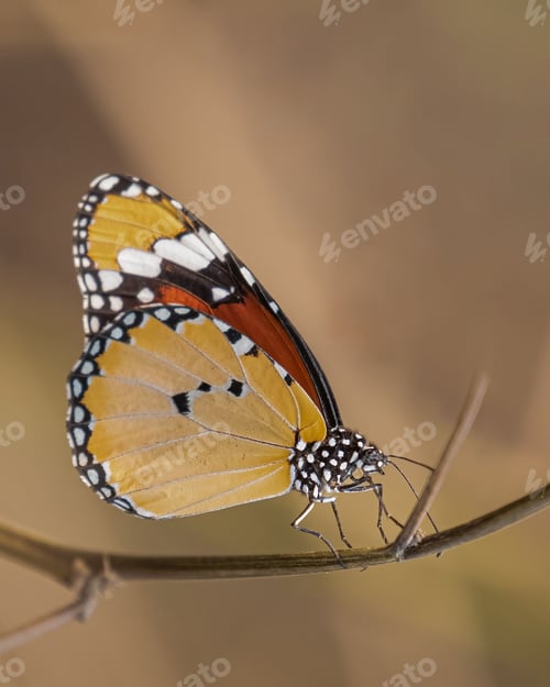 Preview: Macro shot of a vibrant yellow butterfly perched delicately on a thin branch