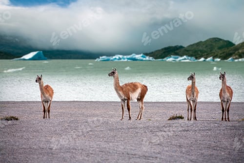Preview: Guanaco - Patagonia - South America