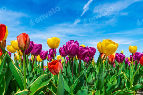 Preview: Vibrant Tulip Field Under a Bright Blue Sky in the Netherlands A Symphony of Colors and Spring