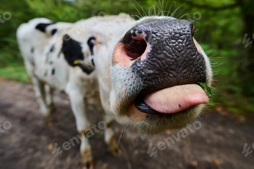 Preview: Close-up shot of a curious cow sticking its tongue out, with a blurred green forest background. The