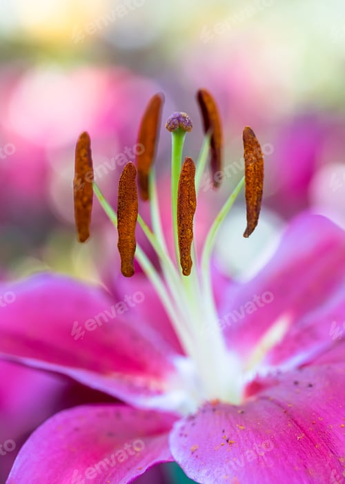 Preview: Pink lily flower in garden-2
