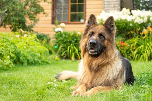 Preview: Happy smiling German Shepherd dog lying on the grass in front of a house