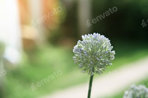 Preview: Wild onion flower bulb. Allium flower.