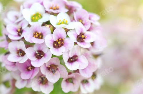 Preview: Macro of flower