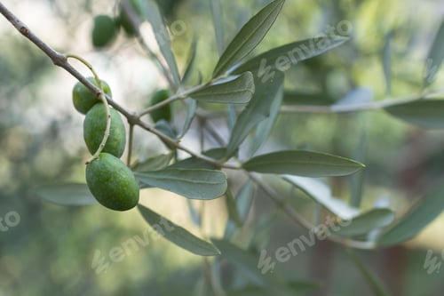 Preview: Olive