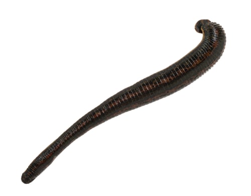 Preview: Medical leech