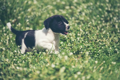 Preview: Happy beagle dog having fun on then green grass