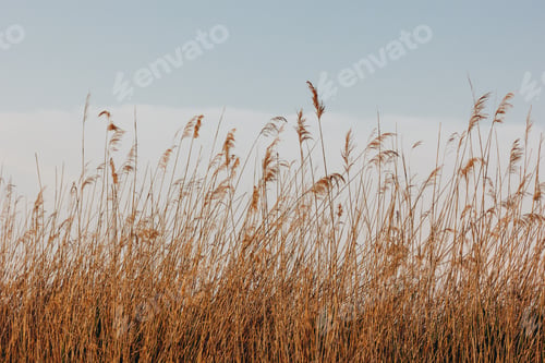 Preview: beautiful dry reeds on wind and blue sky with clouds