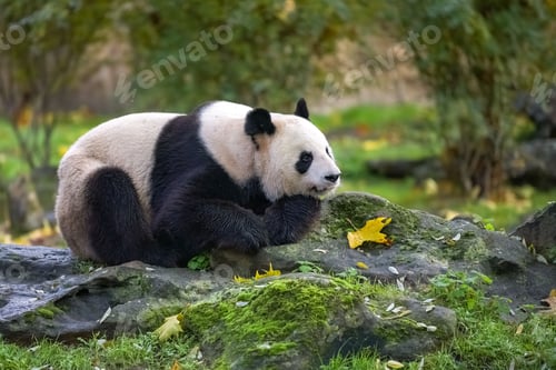 Preview: A giant panda lying on the grass