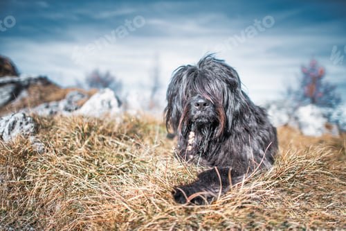 Preview: A black shepherd dog from the Bergamo mountains