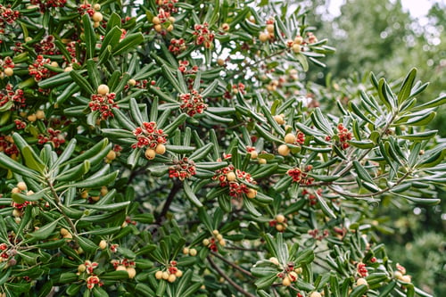 Preview: Red seeds on a green mock orange bush in the garden