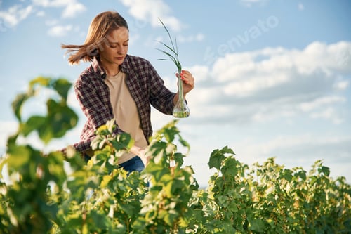 Preview: Single plant in the test tube. Young woman is on the beautiful agricultural field at daytime