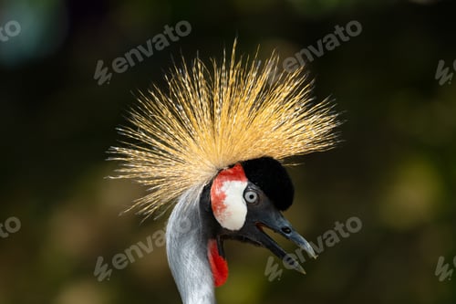 Preview: Grey crowned crane the national bird of Uganda.