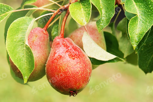Preview: Fresh Pear on the Branch