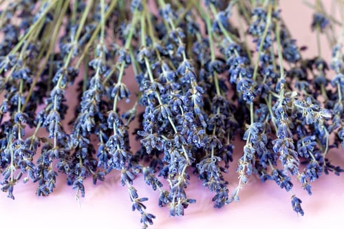 Preview: Close-up of Lavender Flowers on Pink Background
