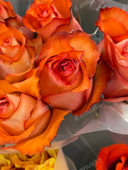 Preview: Roses