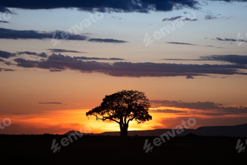 Preview: Golden Sunset in Kenya Africa