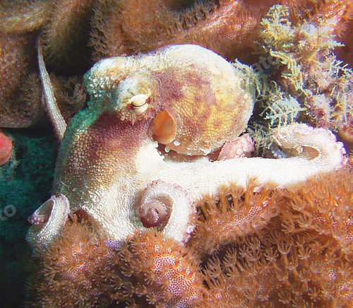 Preview: Underwater fish Photograph surrounded by coral reef scene