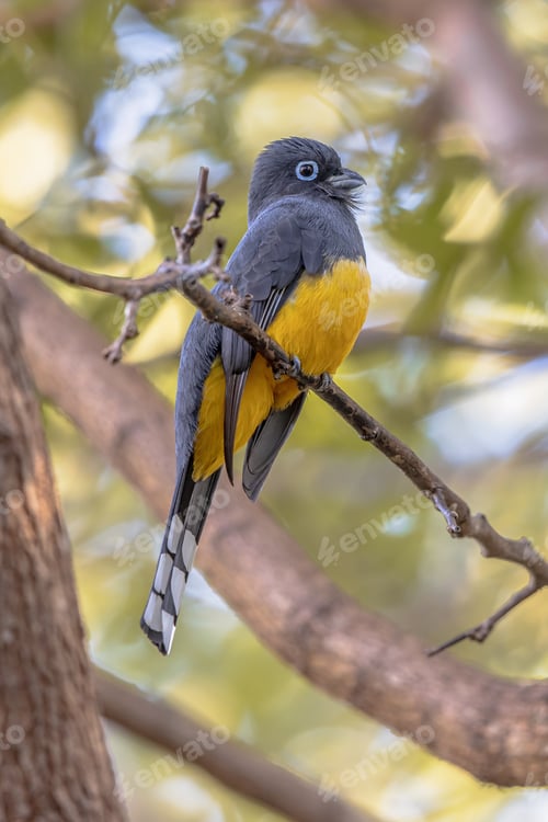 Preview: Black-headed trogon perched on branch
