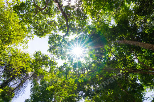 Preview: Beautiful green tree and sunlight flare under tree