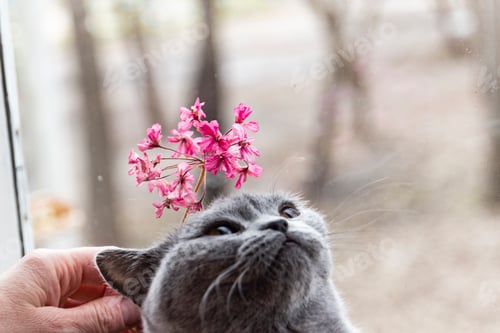 Preview: Little kitty