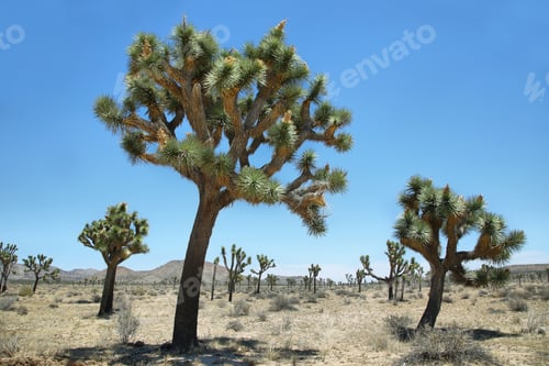 Preview: Group of joshua trees in Joshua Tree National Park