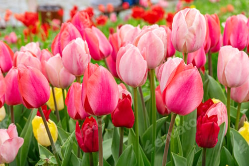 Preview: Various Tone Pink Tulips Flowers Close Up Blooming In A Park. Spring Floral Background.
