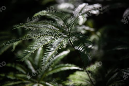 Preview: Fern