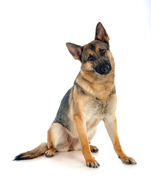 Preview: gray german shepherd