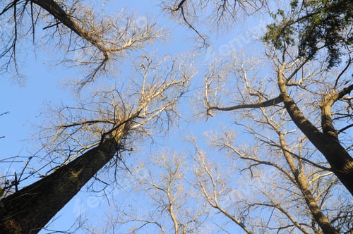 Preview: Autumn tree and sky