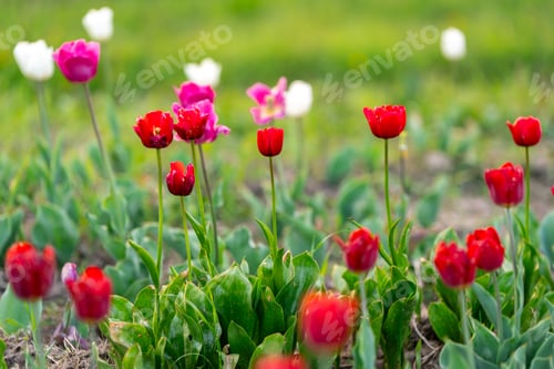 Preview: Beautiful red, white and pink tulips on a flowering field in the springtime. Selective focus