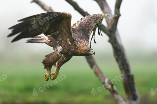 Preview: Golden eagle (Aquila chrysaetos)