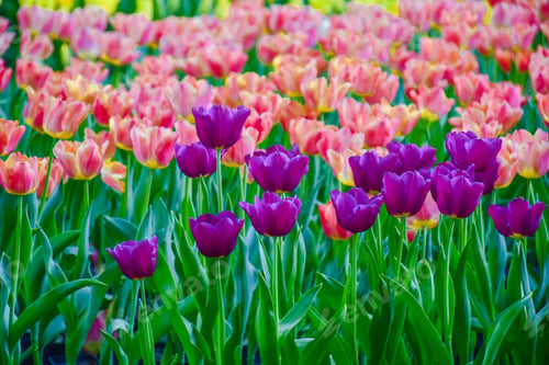 Preview: Tulip flowers for decoration, beauty, postcard and agricultural concept design